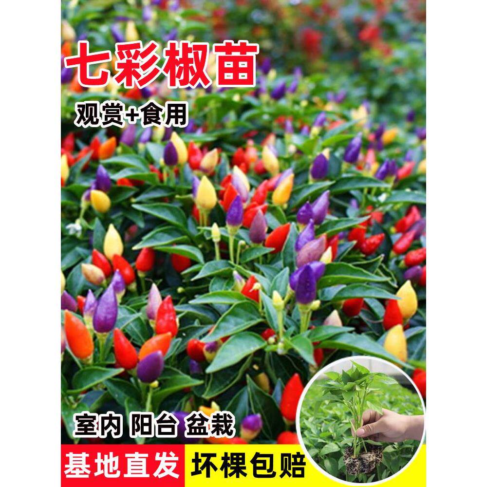 七彩辣椒苗秧五泡食用观赏
