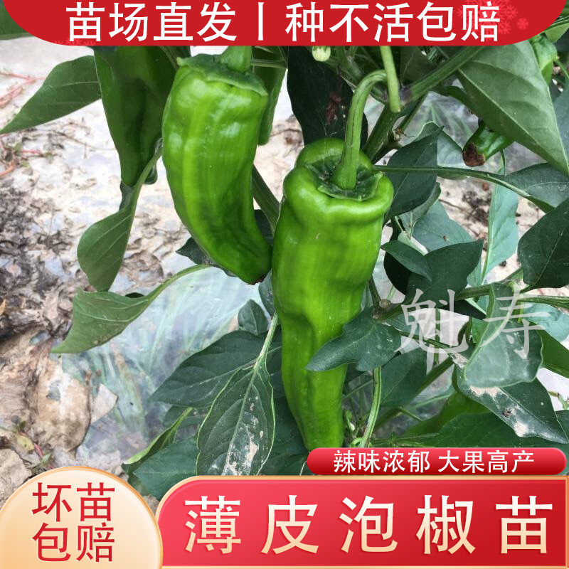 薄皮椒苗泡种早熟长灯笼幼