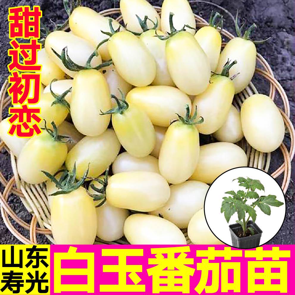 寿光白玉番茄苗千禧圣女果