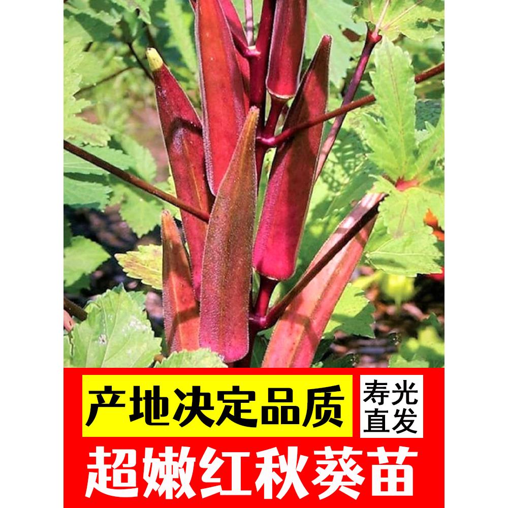 红秋葵苗带土四季水果黄绿