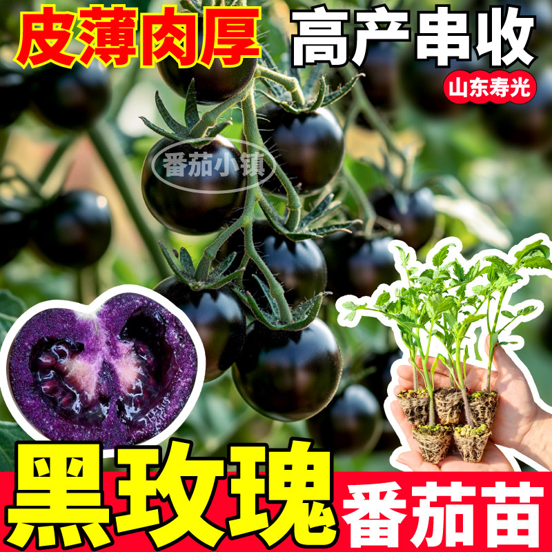 特高产黑玫瑰番茄苗秧四季