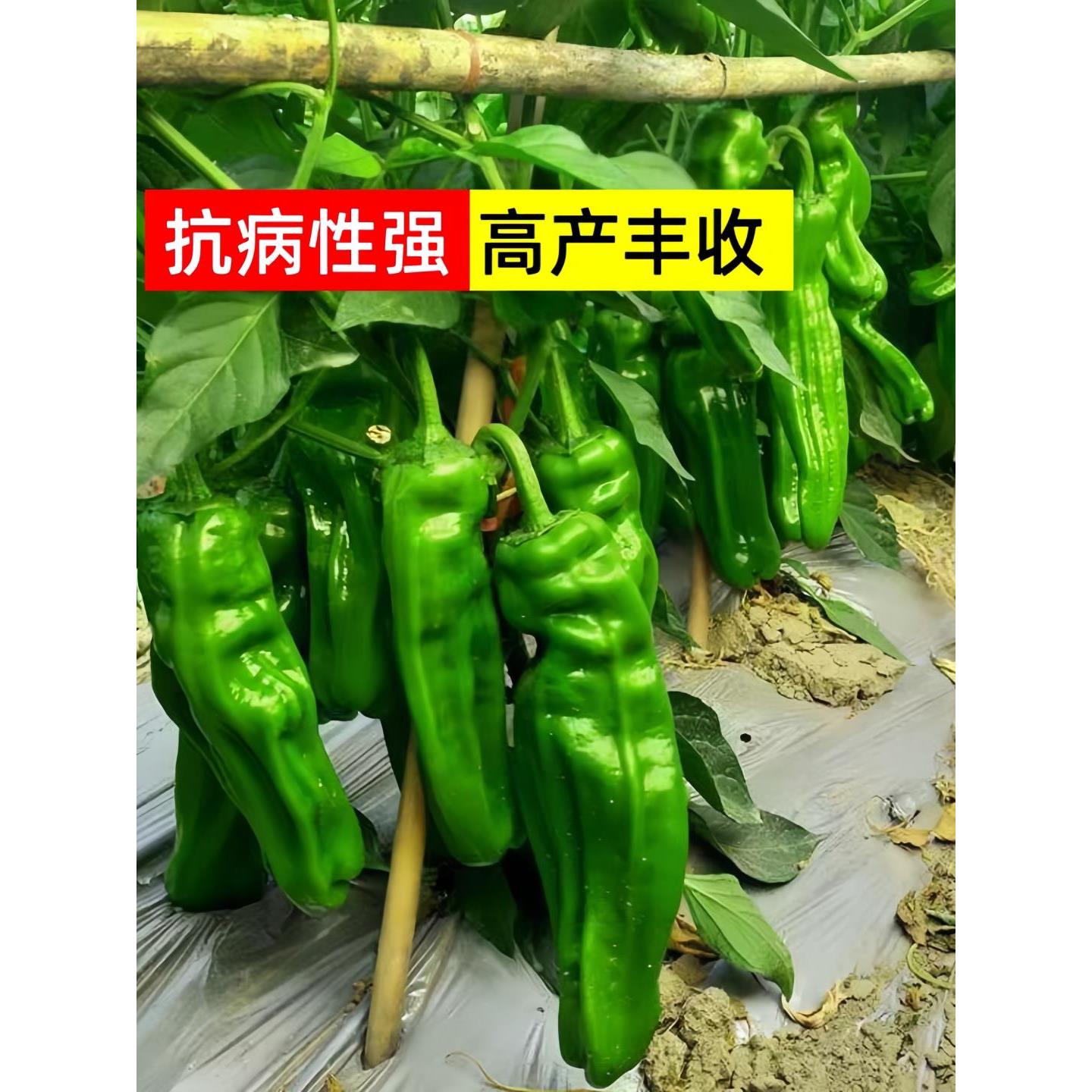 薄皮青椒苗辣带土秧微皱苏图片