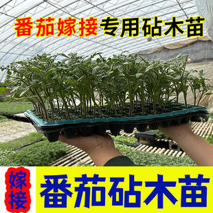 番茄茄子西红柿专用嫁接砧木种子种籽 高产抗病四季易成活