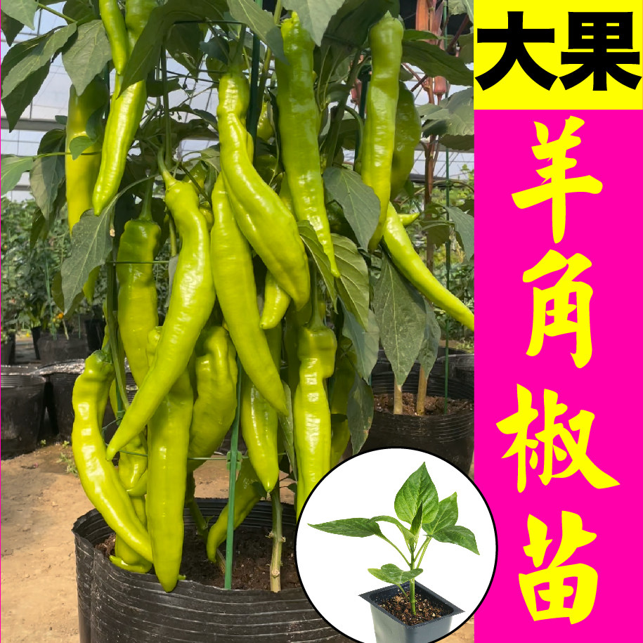 大果型羊角尖椒青红辣苗秧