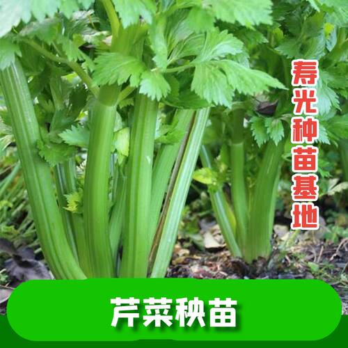 正宗皇后西芹秧苗四季正宗苗子