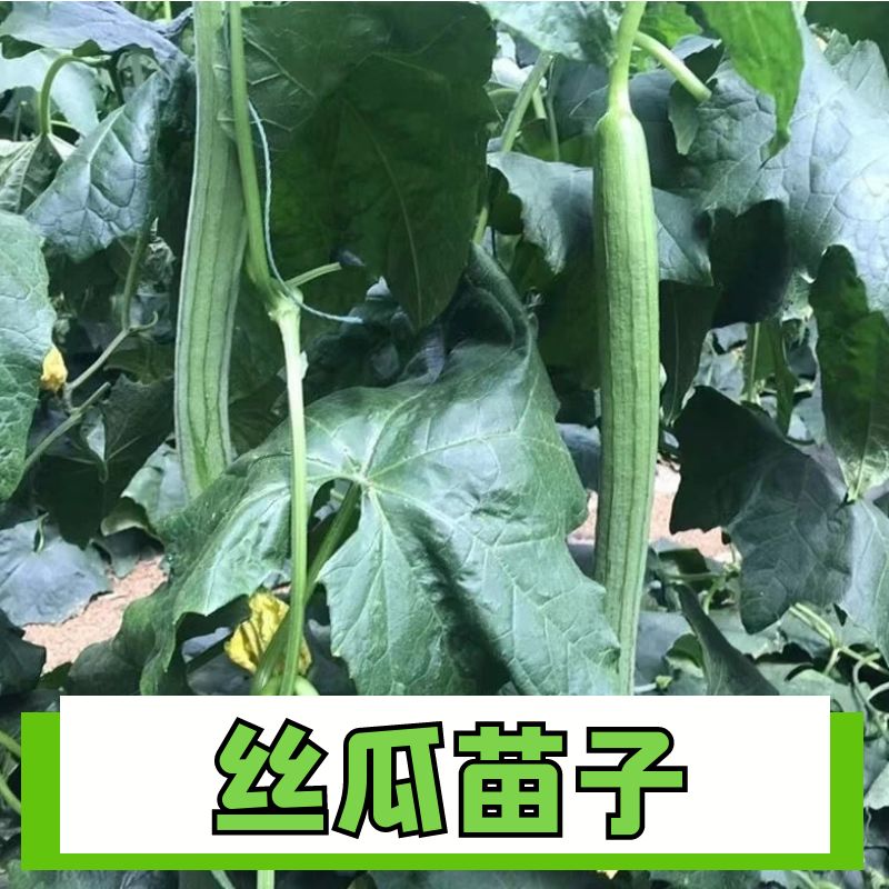 正宗长丝瓜苗子四季盆栽高产