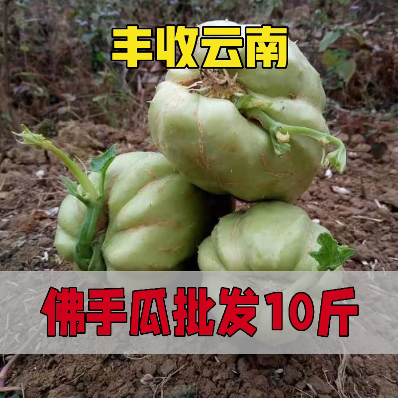 云南建水佛手瓜蔬菜种苗带