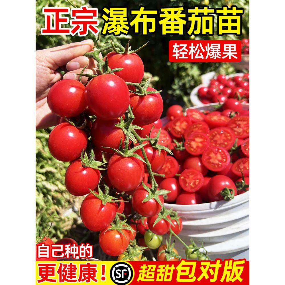 番茄苗秧矮生黑珍珠老品种