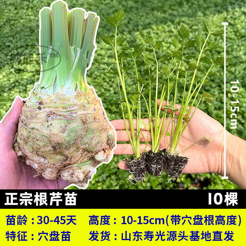 寿光正宗根芹苗秧皇后大西