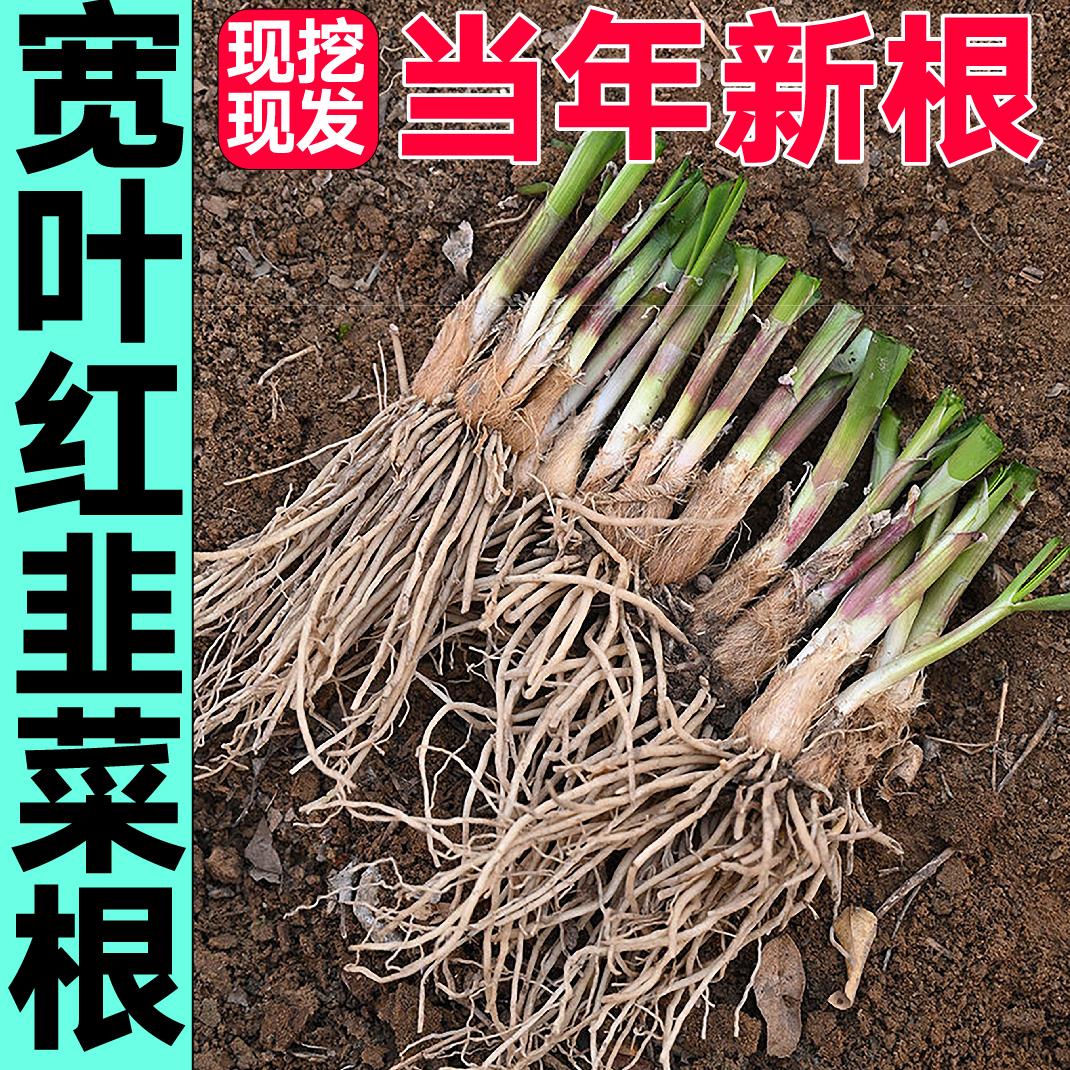 山东寿光新根宽叶红韭菜秧