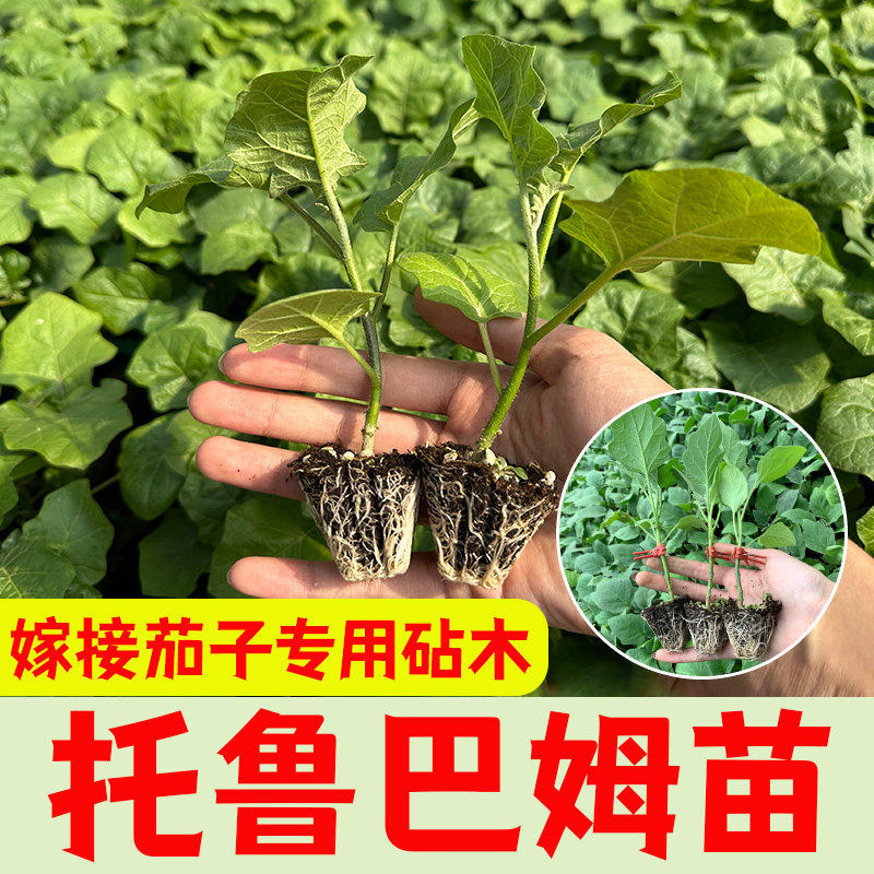 茄子砧木种托鲁巴姆苗抗病