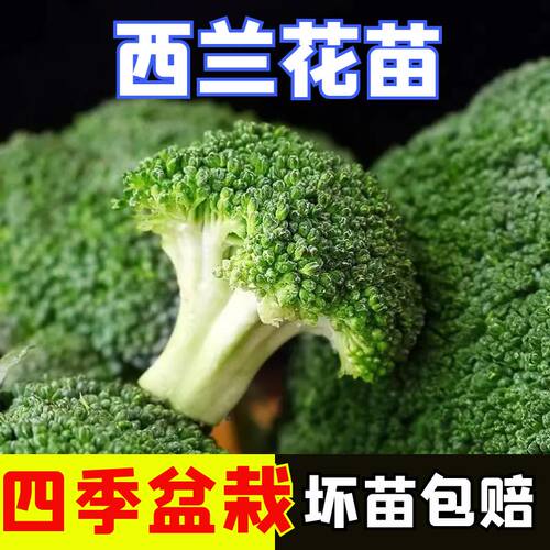 西兰花秧苗西兰花苗高产正宗阳台