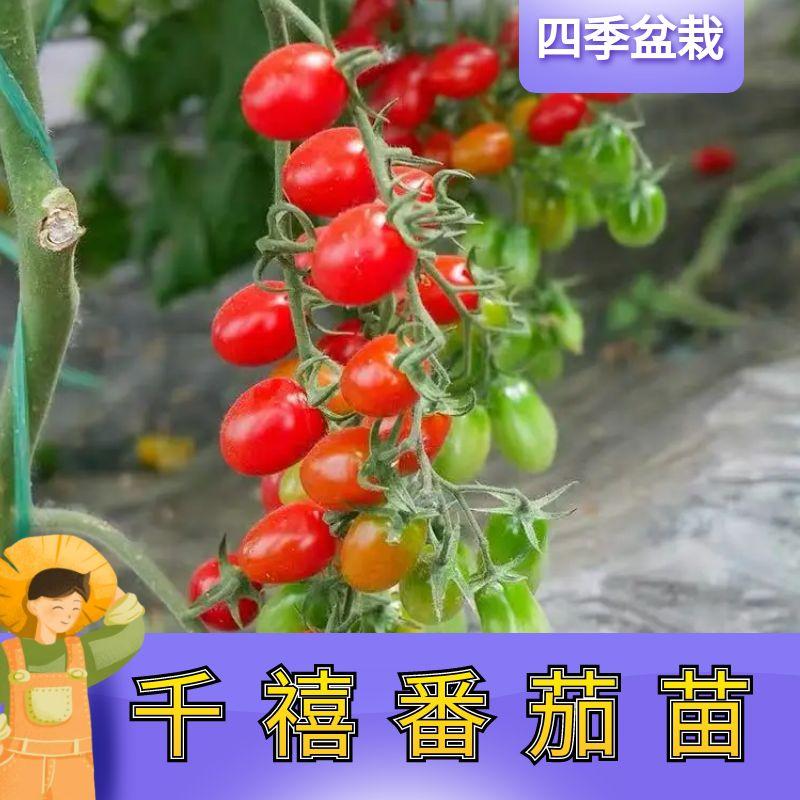 正宗千禧圣女果小番茄籽西红柿苗秧苗千喜种籽小柿子种子苗秧超甜