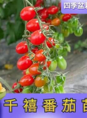正宗千禧圣女果小番茄籽西红柿苗秧苗千喜种籽小柿子种子苗秧超甜