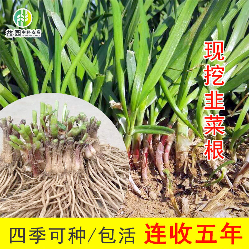 韭菜根种苗现挖紫红雪宽叶