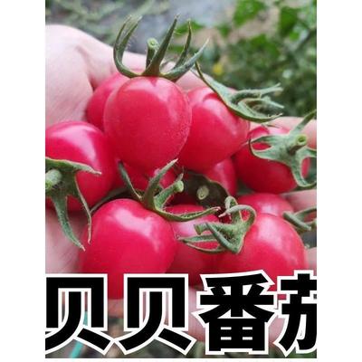 寿光粉贝小番茄圣女果秧苗