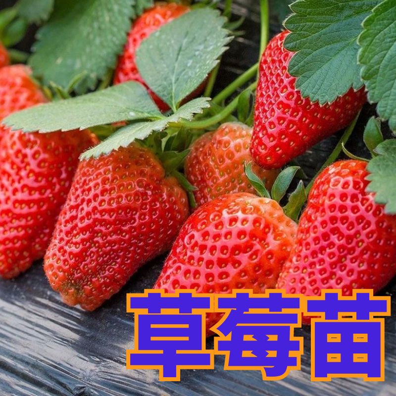 草莓秧苗红草莓盆栽四季盆栽阳台