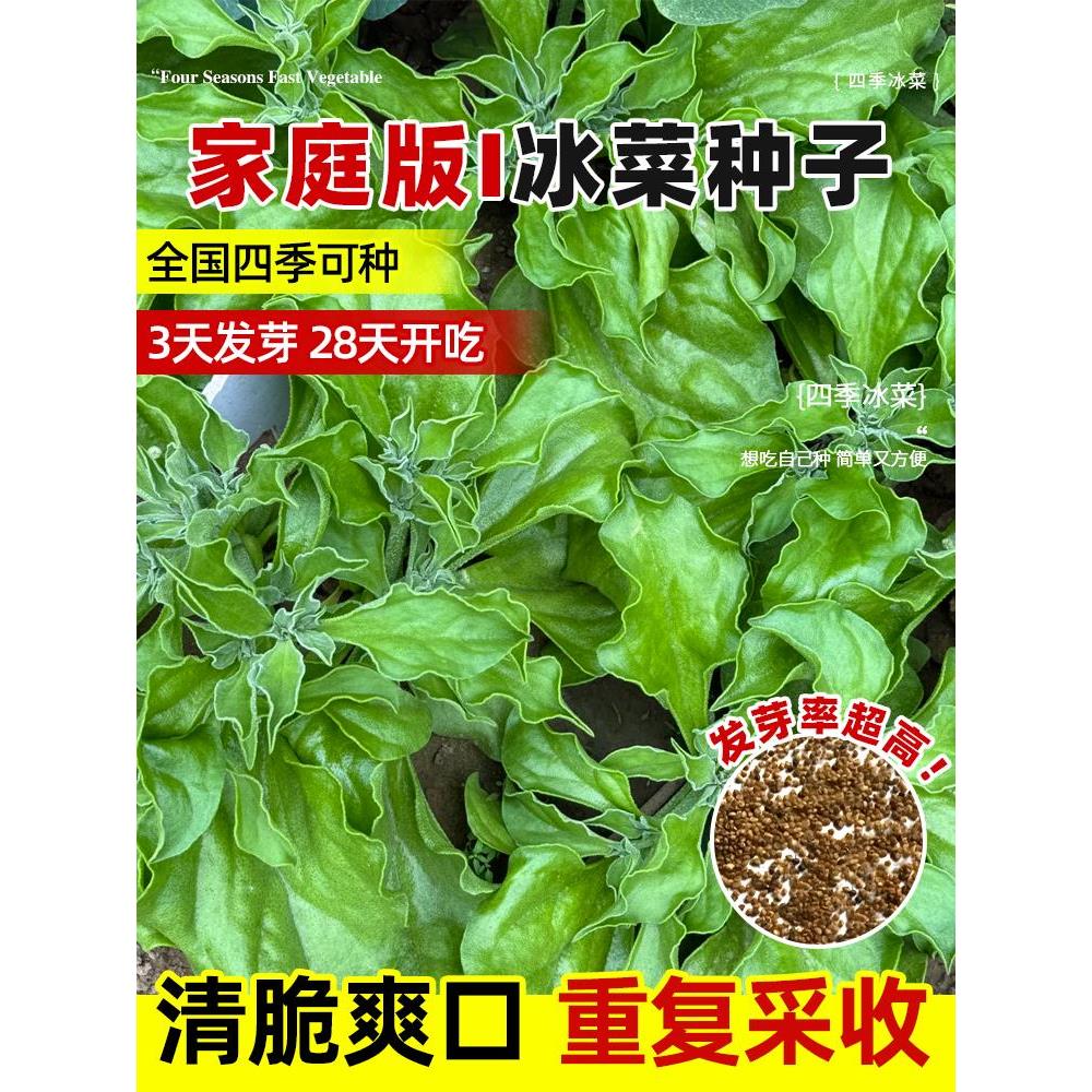 水晶冰菜种籽阳台盆栽蔬子