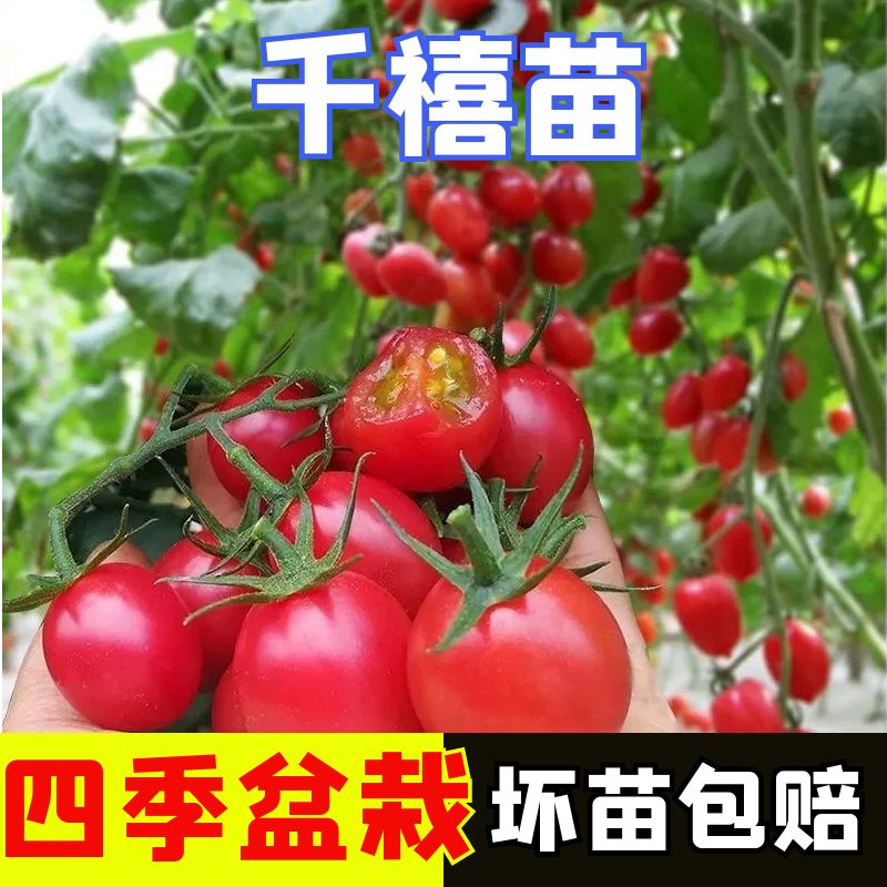 山东寿光红千禧圣女果苗秧