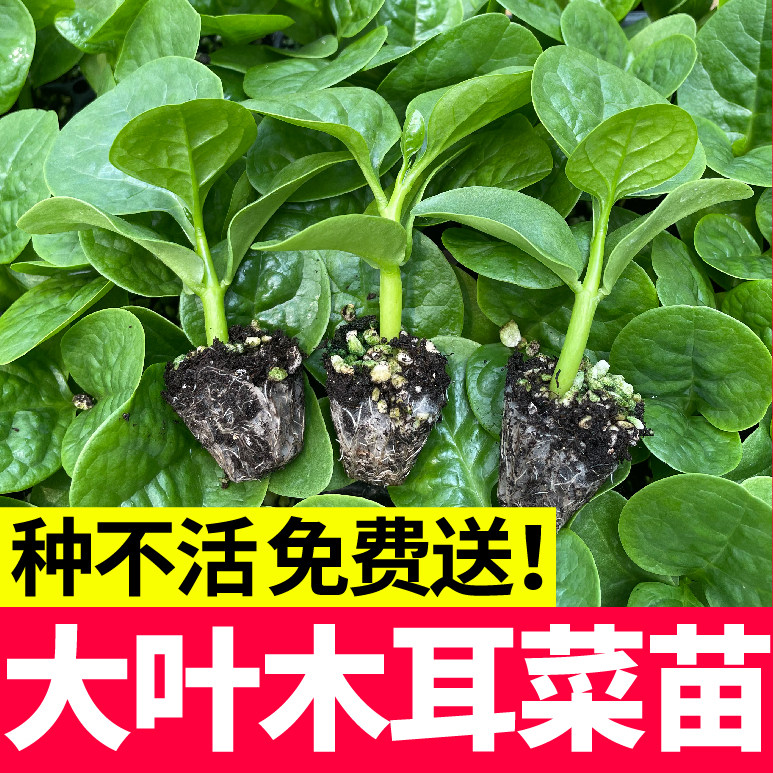 特大圆叶木耳菜秧苗种子四季春秋盆栽阳台食用豆腐菜种籽蔬菜苗