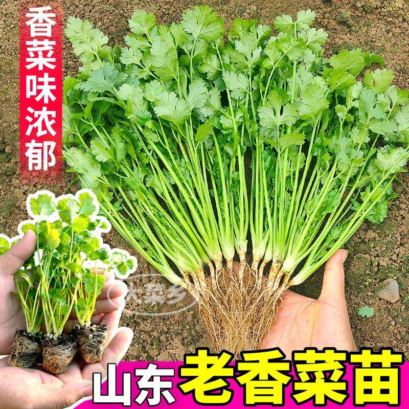 山东老香菜苗秧味浓穴盘芫