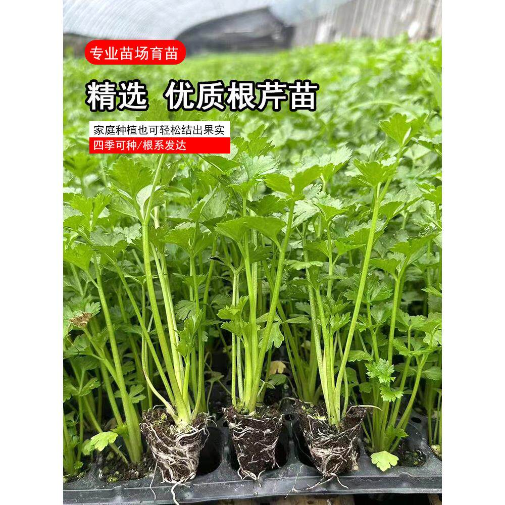 地中海根芹苗菜西种子籽四