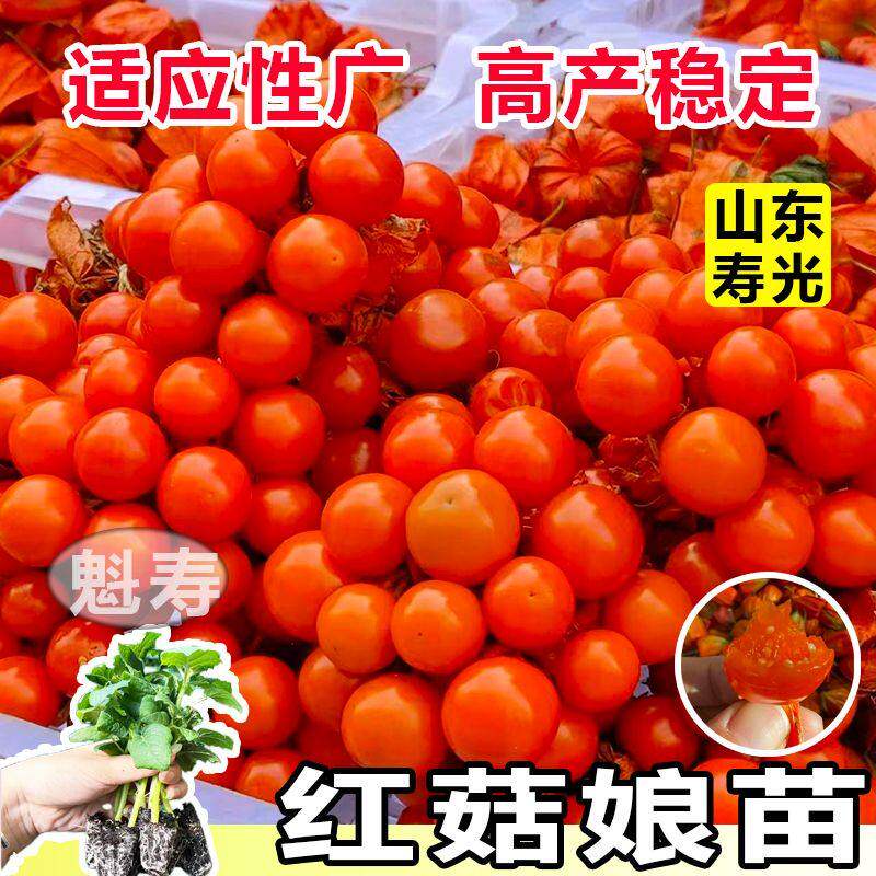 高原红浆果苗姑娘黄灯笼种
