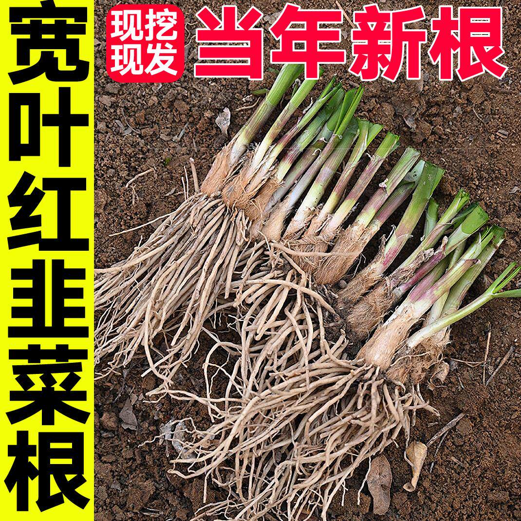 当年新根现挖发宽叶红韭菜