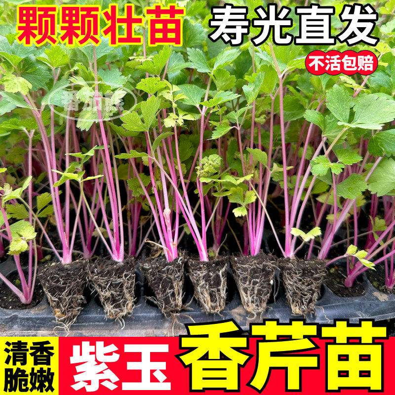山东寿光紫玉香芹苗秧高产