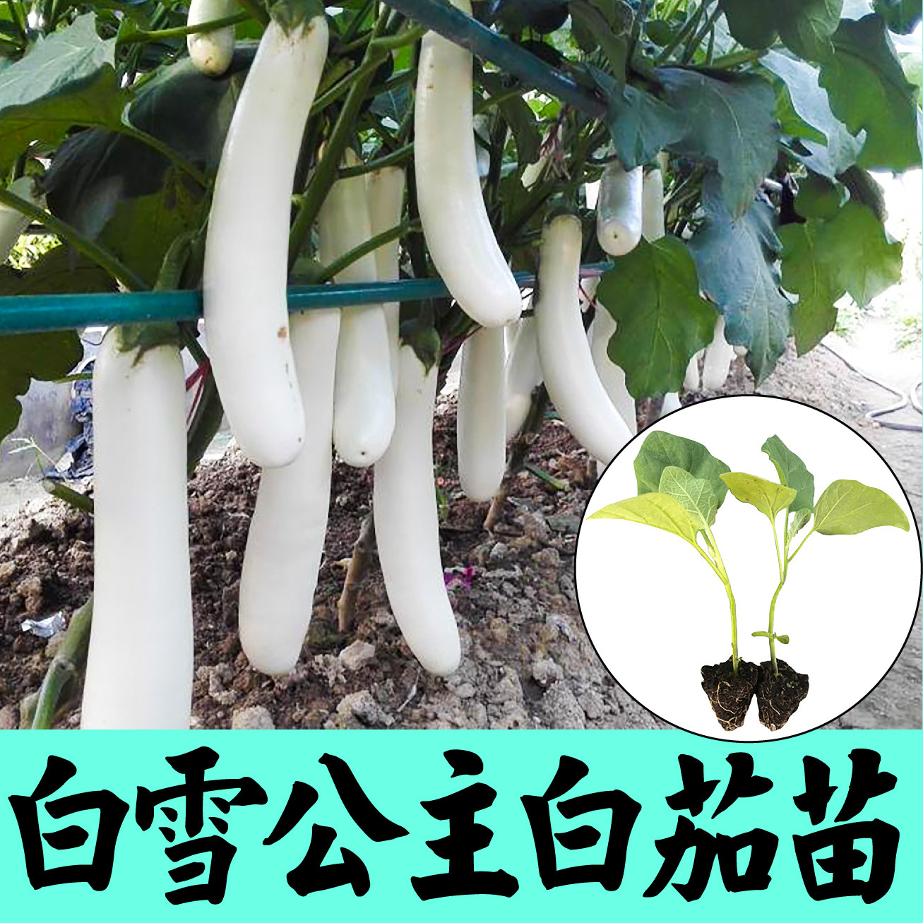 高产白雪公主茄子苗秧鸡蛋
