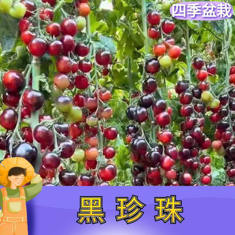 黑珍珠番茄幼苗水果西红柿苗樱桃小番茄秧苗四季阳台庭院