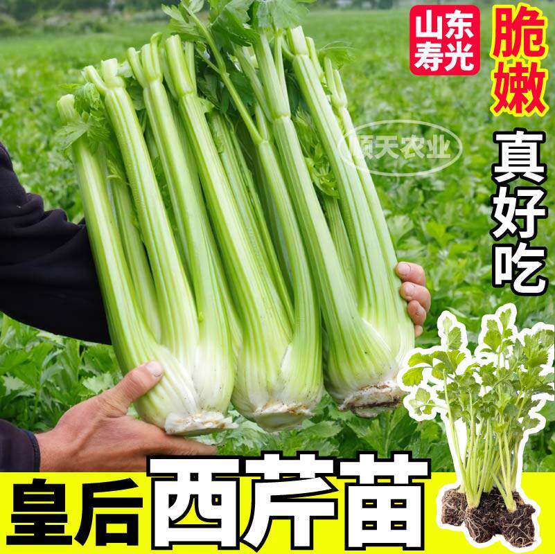 皇后西芹苗秧高产四季香根