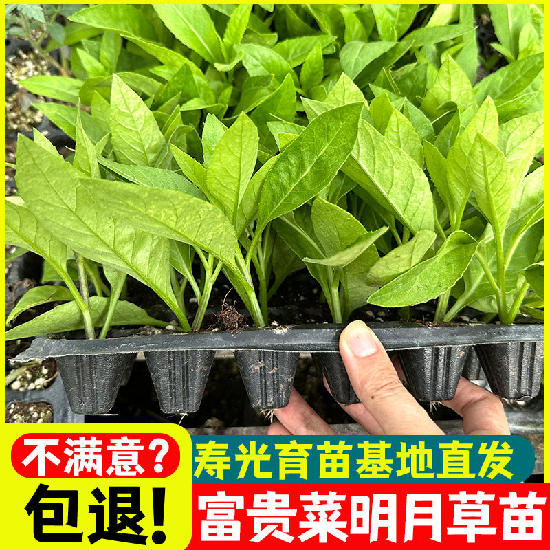 四季明月草秧苗可种食用三