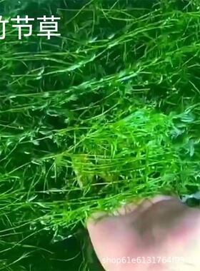 水草印度小竹节草新手好养耐活懒人阴性水草鱼缸装饰造景净化水质