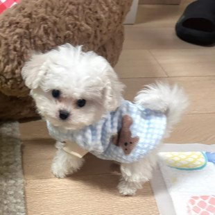 可爱狗狗衣服冬天加厚保暖卫衣比熊雪纳瑞泰迪幼犬小型犬宠物衣服