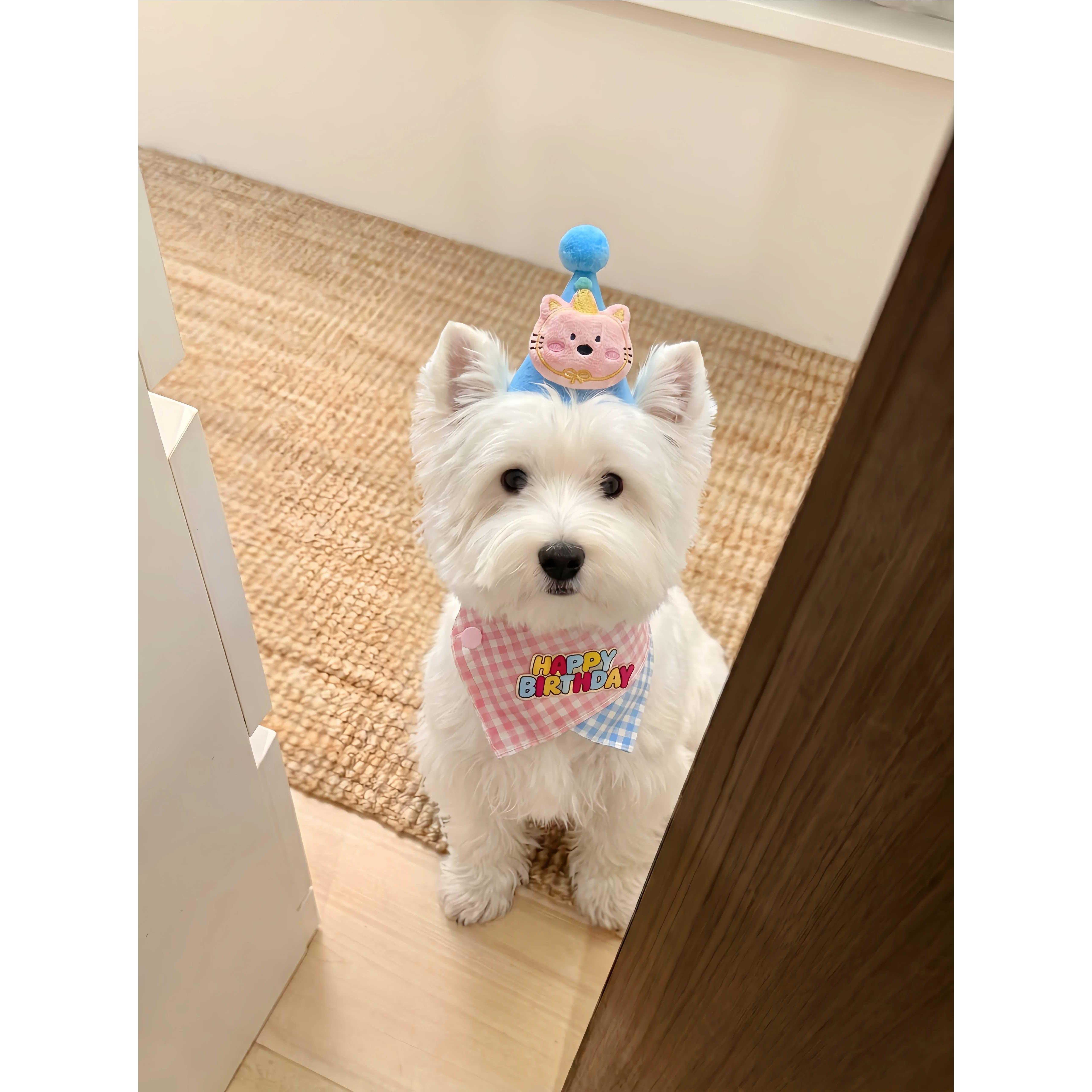 宠物生日装扮口水巾帽子套装猫咪