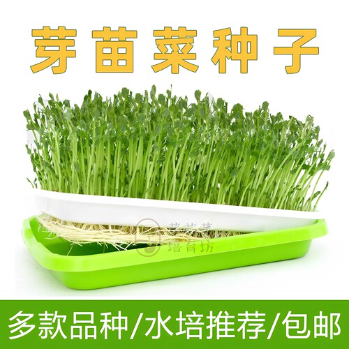 四季水培家用芽苗菜籽