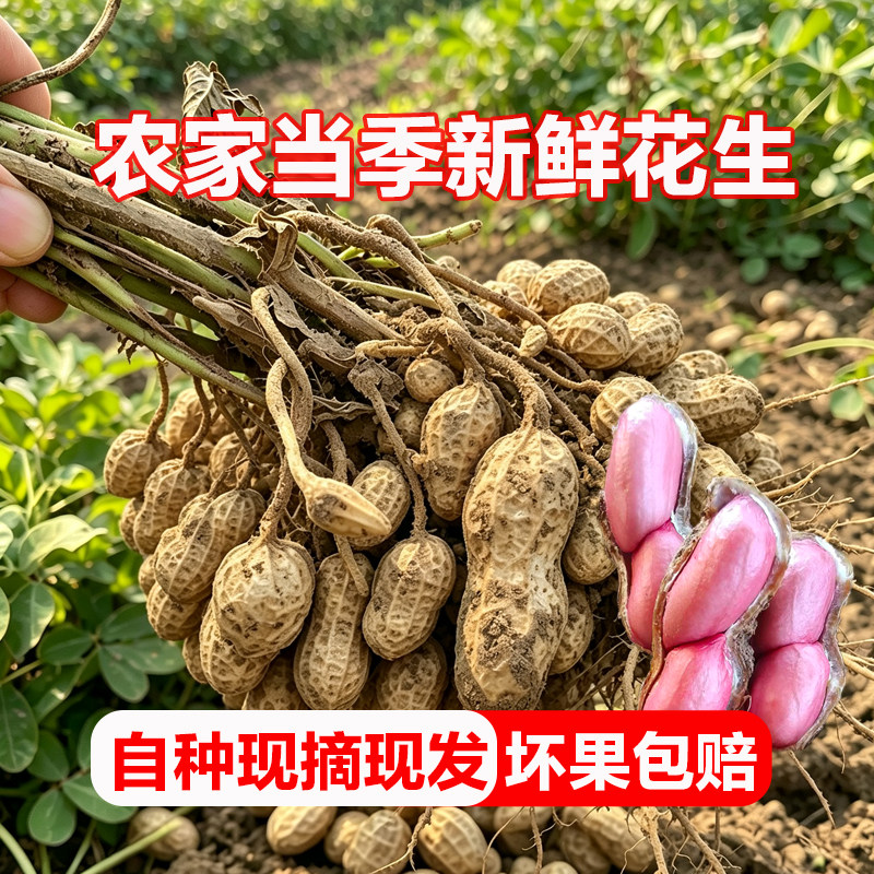 四川农家现挖带壳新鲜花生