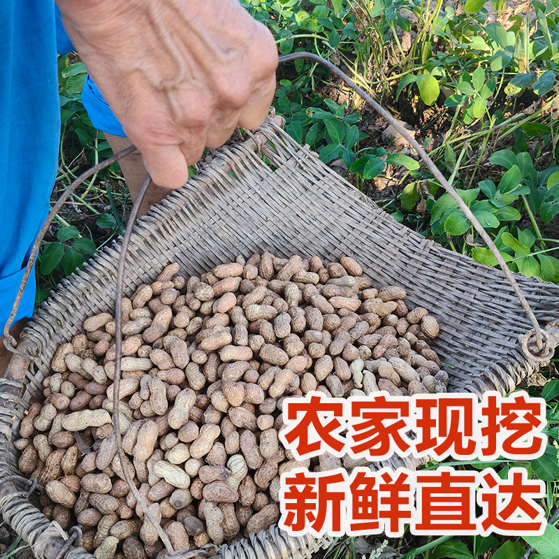 四川农家现挖带壳新鲜花生