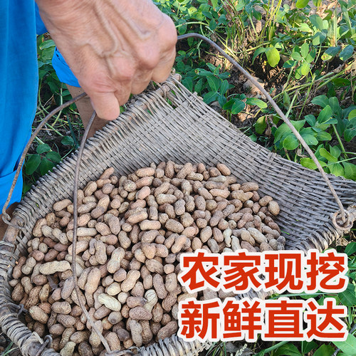 四川农家现挖带壳新鲜花生