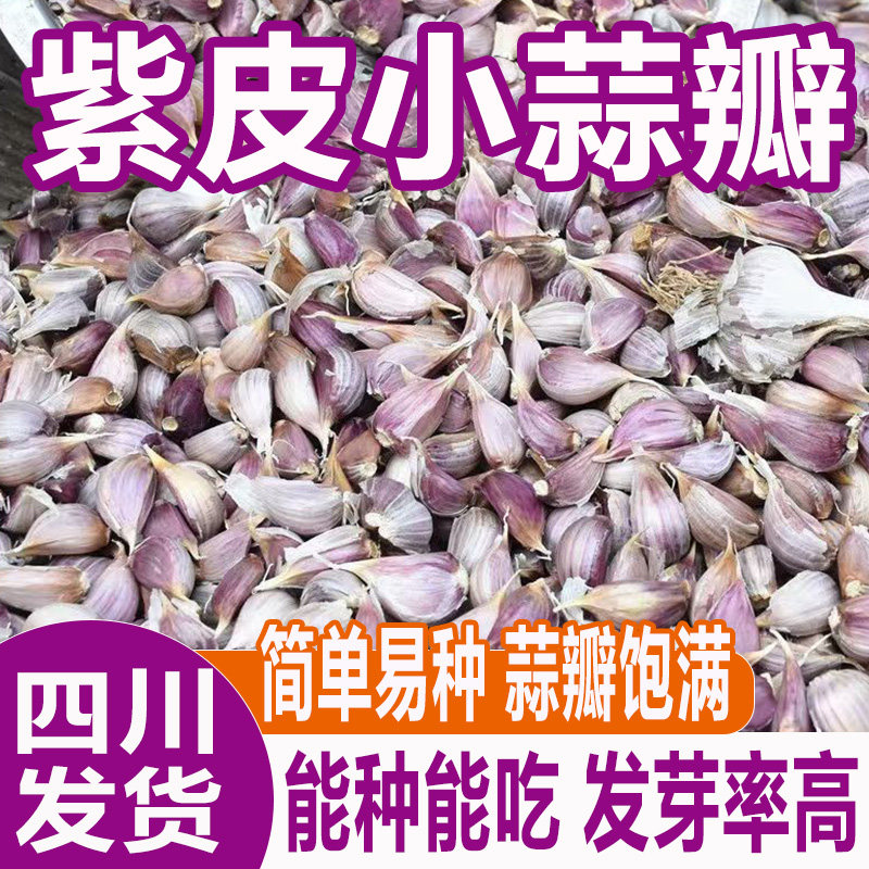 四川当季新鲜早熟紫皮蒜瓣