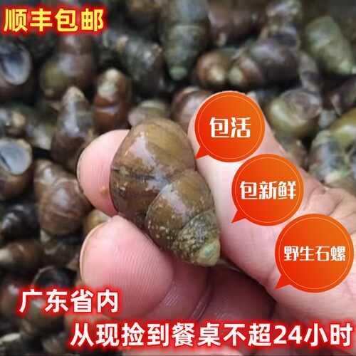 新鲜螺钓青鱼石螺薄壳泥螺