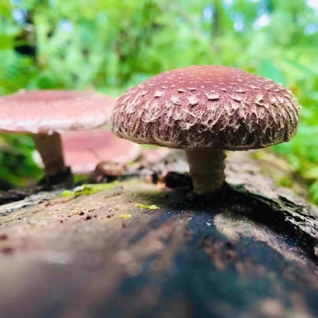 韶关深山纯天然野生香菇干500克一大包无添加原汁原味炖土鸡蒸焖
