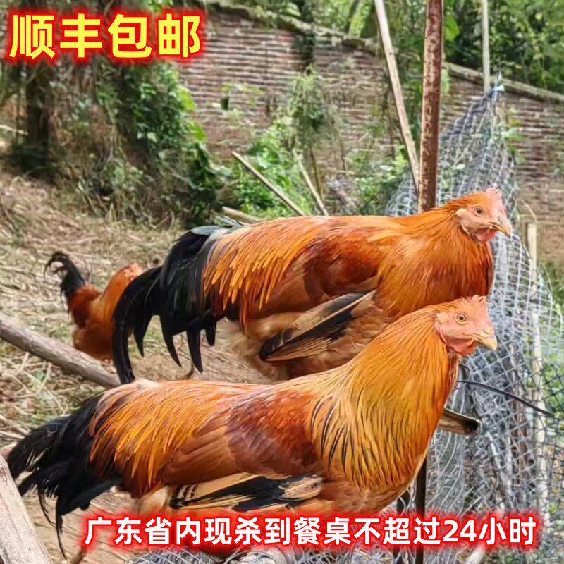 老线鸡阉鸡太监鸡土鸡煲汤白切
