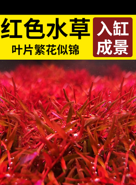 水草鱼缸专用红宫廷红丁香红波水培制氧和鱼共养净化水质红色水草