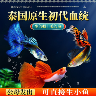 孔雀鱼精品纯种大尾巴活体临产母鱼公鱼精品缎带热带鱼观赏鱼小型