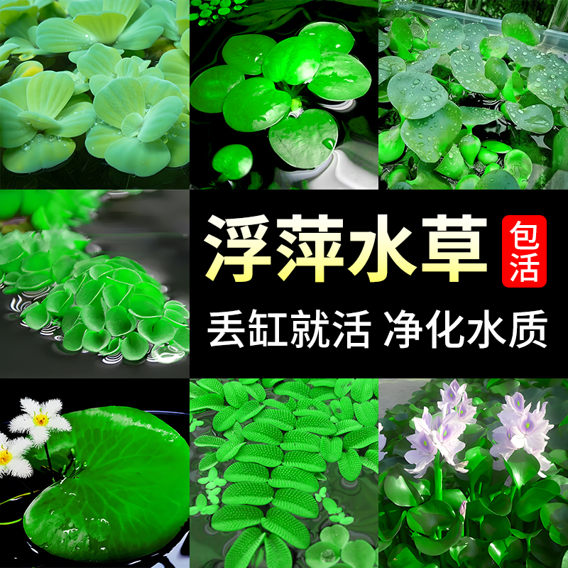 浮萍水草水培植物和鱼共养