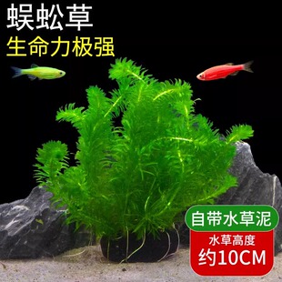 蜈蚣草鱼缸水草植物小鱼缸制氧净化水质的水草生态缸造景增氧绿植
