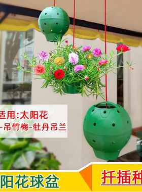 多孔球盆太阳花多肉扦插花盆