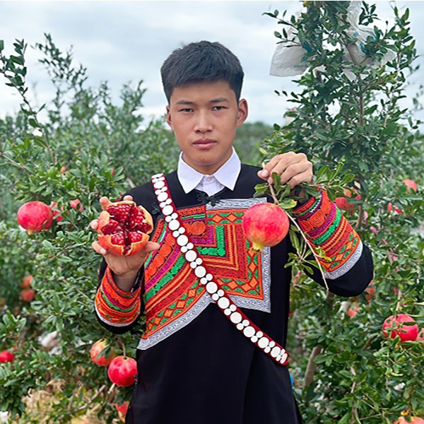 一龙 专属顺丰快递四川会理软籽石榴 4.5斤/8斤